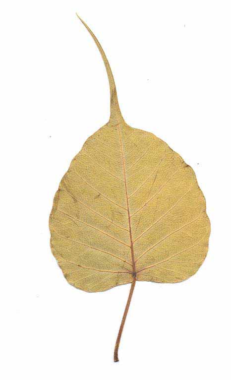 bodhi-leaf